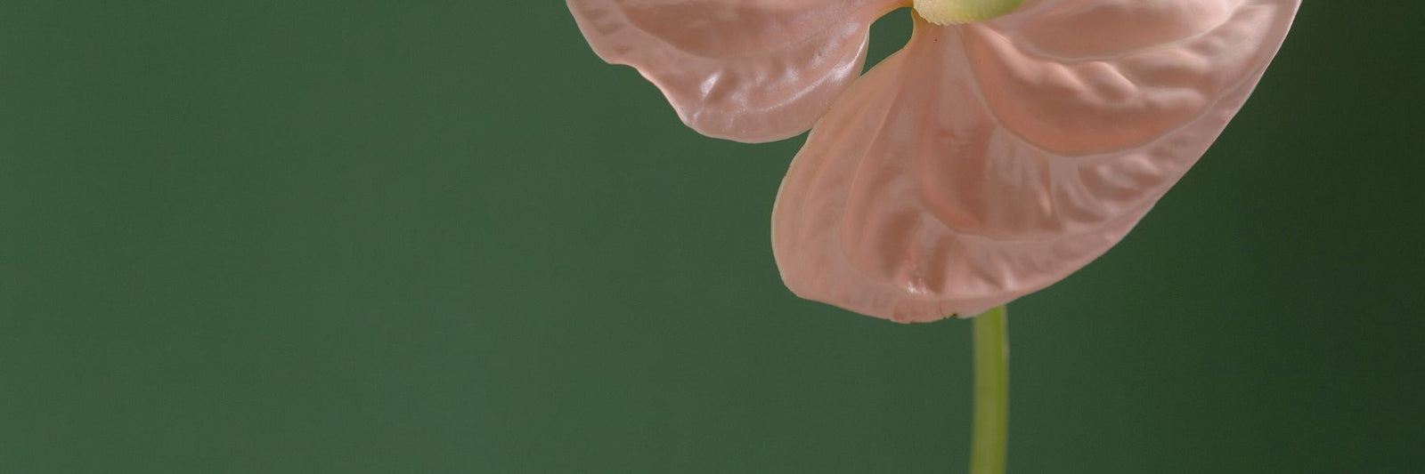 A pink orchid in front of a green background.